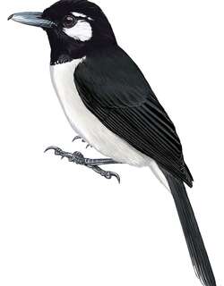 圣克鲁兹鵙嘴鹟 / Santa Cruz Shrikebill / Clytorhynchus sanctaecrucis
