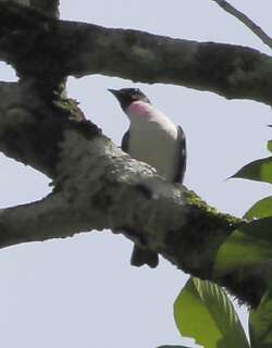紫喉伞鸟 / Purple-throated Cotinga / Porphyrolaema porphyrolaema