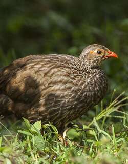 鳞斑鹧鸪 / Scaly Spurfowl / Pternistis squamatus