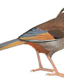 玉山噪鹛 / White-whiskered Laughingthrush / Trochalopteron morrisonianum