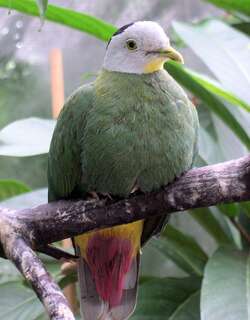 黑项果鸠 / Black-naped Fruit Dove / Ptilinopus melanospilus