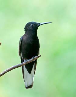 黑蜂鸟 / Black Jacobin / Florisuga fusca