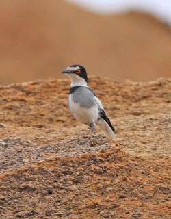 白尾鵙鹟 / White-tailed Shrike / Lanioturdus torquatus