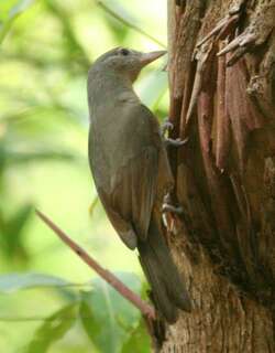 澳洲棕鵙鹟 / Rufous Shrikethrush / Colluricincla rufogaster
