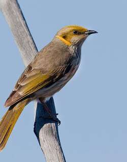 黄痣吸蜜鸟 / Yellow-plumed Honeyeater / Ptilotula ornata