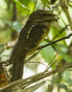 鳞腹蟆口鸱 / Gould’s Frogmouth / Batrachostomus stellatus