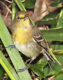厚嘴莺雀 / Thick-billed Vireo / Vireo crassirostris