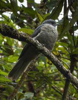 暗色伞鸟 / Dusky Piha / Lipaugus fuscocinereus