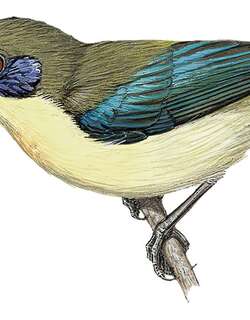 保和太阳鸟 / Bohol Sunbird / Aethopyga decorosa