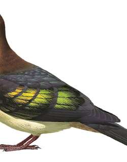 栗顶地鸽 / New Britain Bronzewing / Henicophaps foersteri