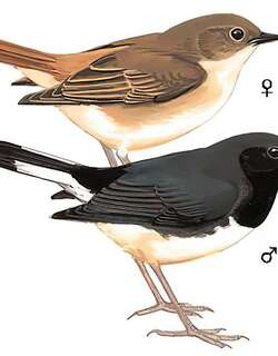 黑喉歌鸲 / Blackthroat / Calliope obscura