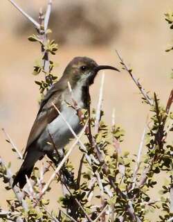 暗色花蜜鸟 / Dusky Sunbird / Cinnyris fuscus