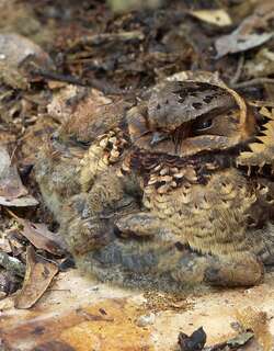 领夜鹰 / Collared Nightjar / Gactornis enarratus