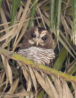 非洲林鸮 / African Wood Owl / Strix woodfordii