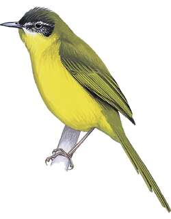 楔尾杂鹛 / Wedge-tailed Jery / Hartertula flavoviridis