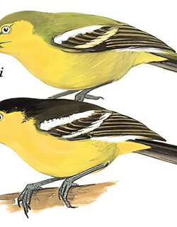 黑翅雀鹎 / Common Iora / Aegithina tiphia