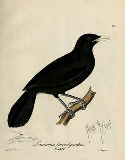 白嘴黑鵙 / Lowland Sooty Boubou / Laniarius leucorhynchus