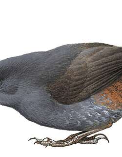 斯氏窜鸟 / Spillmann’s Tapaculo / Scytalopus spillmanni