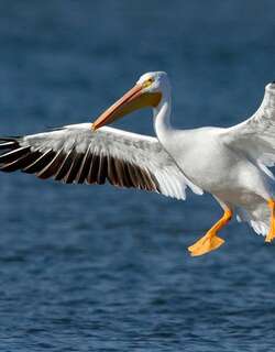 美洲鹈鹕 / American White Pelican / Pelecanus erythrorhynchos