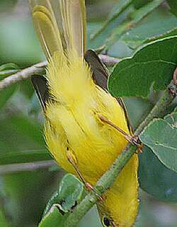 黄红鹟 / Little Yellow Flycatcher / Erythrocercus holochlorus