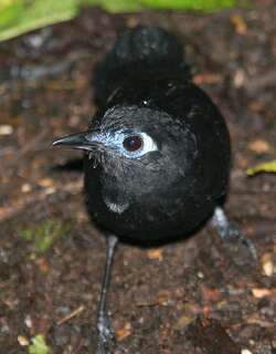 泽氏蚁鸟 / Zeledon’s Antbird / Hafferia zeledoni