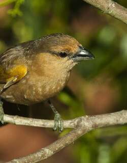 褐唐纳雀 / Brown Tanager / Orchesticus abeillei