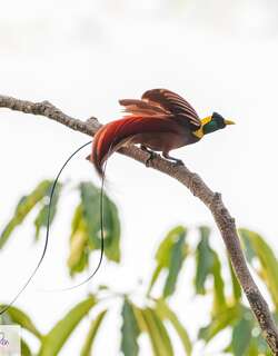 红极乐鸟 / Red Bird-of-paradise / Paradisaea rubra