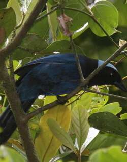 青蓝头鹊 / Azure-hooded Jay / Cyanolyca cucullata