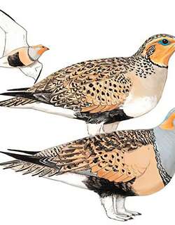 毛腿沙鸡 / Pallas’s Sandgrouse / Syrrhaptes paradoxus