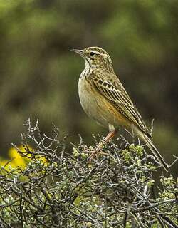 山地鹨 / Mountain Pipit / Anthus hoeschi