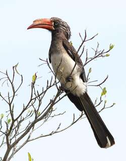 冕弯嘴犀鸟 / Crowned Hornbill / Lophoceros alboterminatus