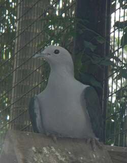 马来皇鸠 / Grey Imperial Pigeon / Ducula pickeringii