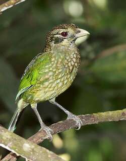 点斑园丁鸟 / Spotted Catbird / Ailuroedus maculosus