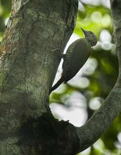 绿背斑啄木鸟 / Fine-banded Woodpecker / Campethera taeniolaema