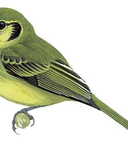 圣保罗姬霸鹟 / Sao Paulo Tyrannulet / Phylloscartes paulista