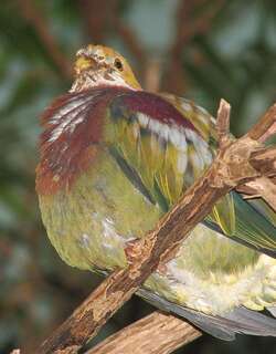 丽色果鸠 / Ornate Fruit Dove / Ptilinopus ornatus