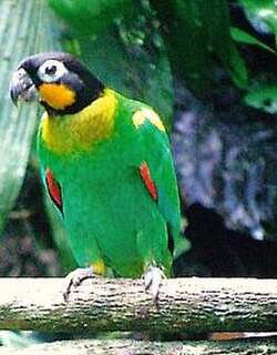 橙颊鹦哥 / Orange-cheeked Parrot / Pyrilia barrabandi