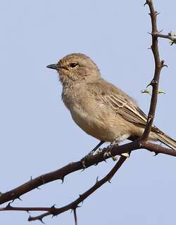非洲灰鹟 / African Grey Flycatcher / Melaenornis microrhynchus