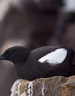 白翅斑海鸽 / Black Guillemot / Cepphus grylle