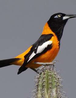 拟鹂 / Venezuelan Troupial / Icterus icterus