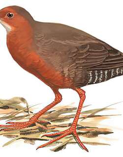 红胸田鸡 / Ruddy-breasted Crake / Zapornia fusca