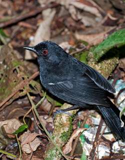 白肩红眼蚁鸟 / White-shouldered Fire-eye / Pyriglena leucoptera
