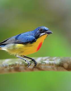 红胸锯齿啄花鸟 / Crimson-breasted Flowerpecker / Prionochilus percussus