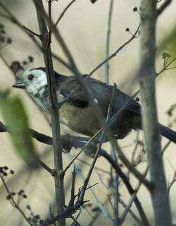 白头薮雀 / White-headed Brushfinch / Atlapetes albiceps