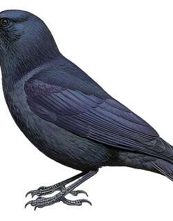 关岛乌鸦 / Mariana Crow / Corvus kubaryi