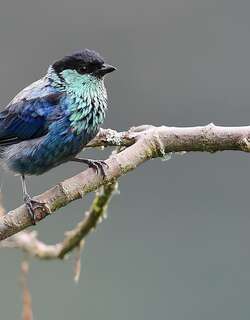 黑顶唐加拉雀 / Black-capped Tanager / Stilpnia heinei