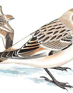 白腰雪雀 / White-rumped Snowfinch / Onychostruthus taczanowskii