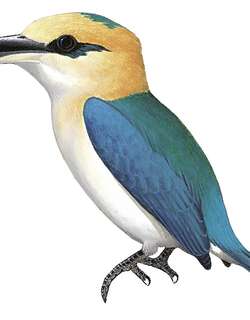 尼澳岛翡翠 / Niau Kingfisher / Todiramphus gertrudae