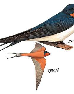 家燕 / Barn Swallow / Hirundo rustica