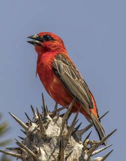 红织雀 / Red Fody / Foudia madagascariensis